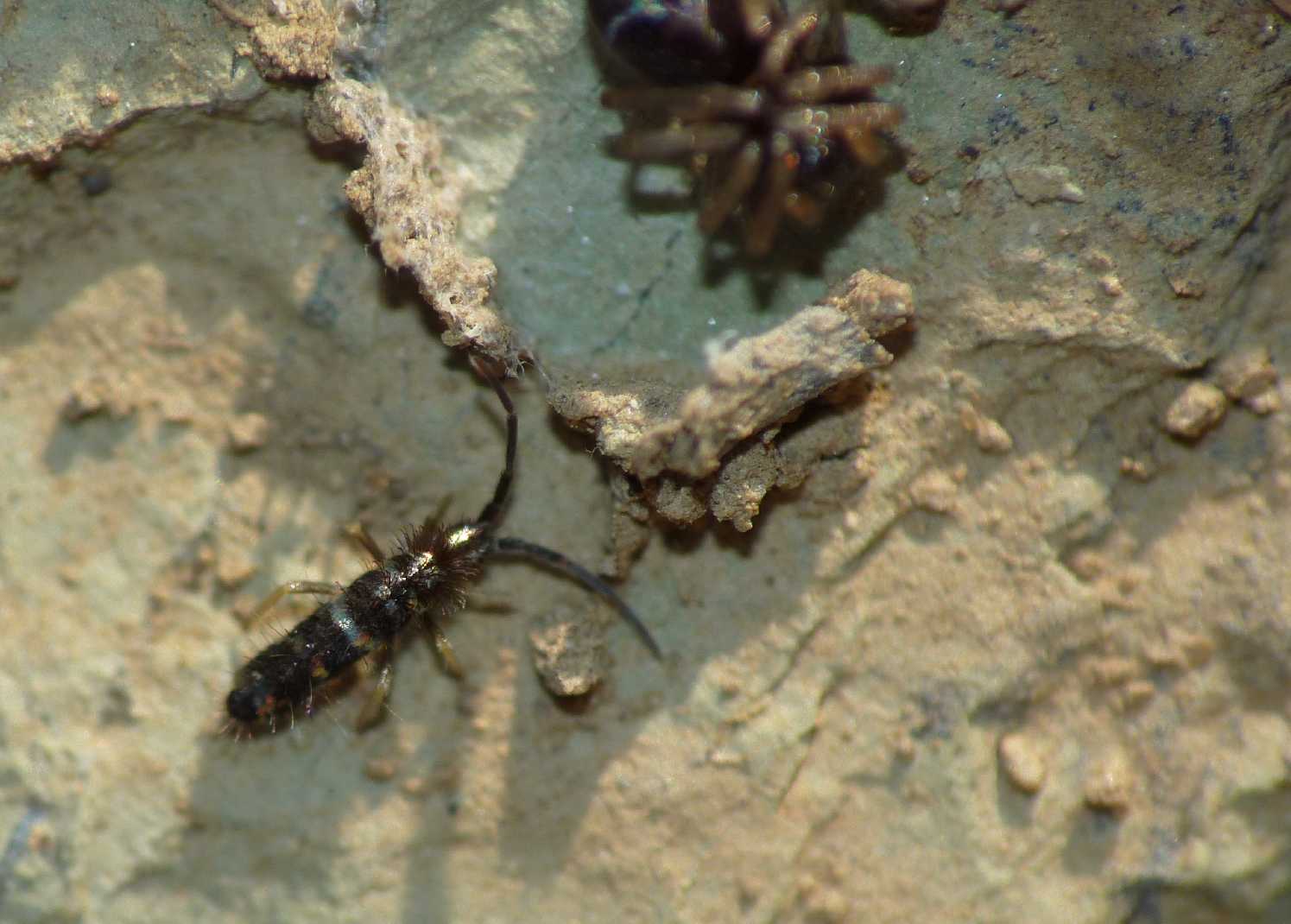 Zodarion sp.